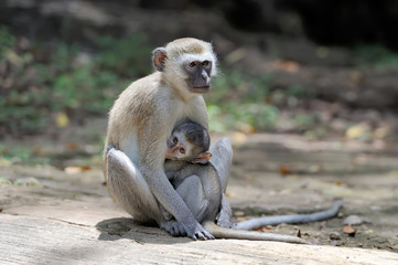 Two vervet monkey on a stone