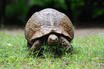 African turtle in grass