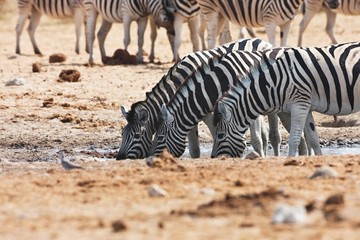 Fototapeta na wymiar Damara zebras and giraffes at the waterhole, Etosha, Namibia