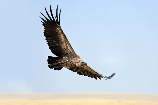 Vulture flying. Masai Mara National Park