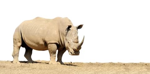 Tuinposter Neushoorn Afrikaanse witte neushoorn