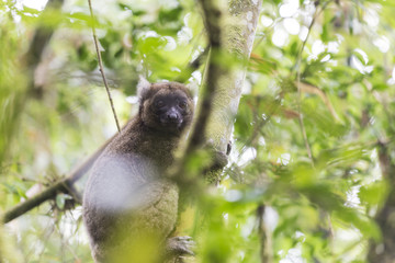 Cute endemic specie golden bamboo lemur lying on a tree in Ranomafana Park, Madagascar