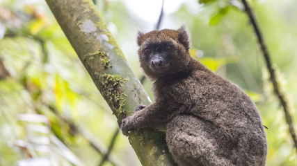 Golden bamboo lemur lying on a tree in Madagascar