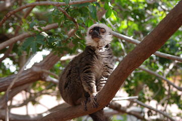 Lemur