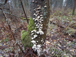 White mushrooms and moss on tree