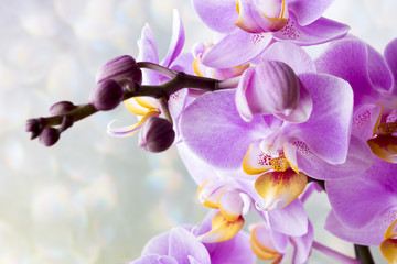 Beautiful pink orchid on a gray background.