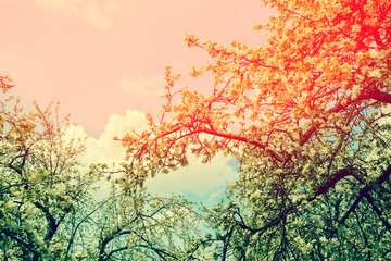 Vintage orchard at sunset