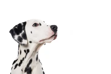Keuken foto achterwand Hond Dalmatische hond portret opzoeken en naar rechts op een witte achtergrond