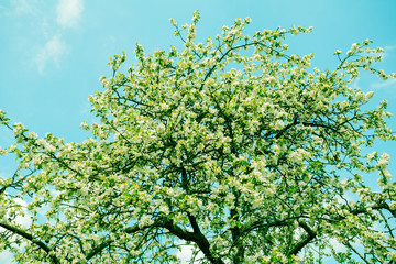 Fototapeta na wymiar Blue-green vintage orchard