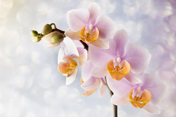Beautiful pink orchid on a gray background.