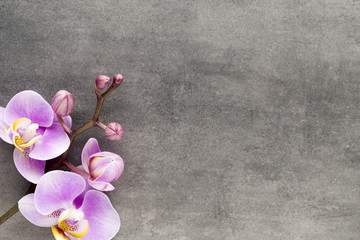Obraz na płótnie Canvas Beautiful pink orchid on a gray background.