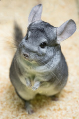 Chinchilla standing and looking up