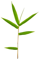  feuilles de bambou sur fond blanc