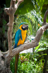 parrot Macaw on the branch