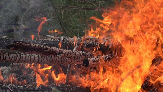 Burning tree trunks and grass. Fire flame destroy anything in its way. Static closeup shot. 4K
