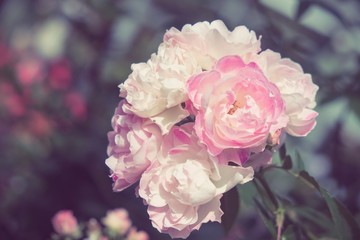 flowers rose with filter effect retro vintage style