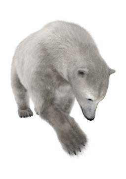 Polar Bear on White