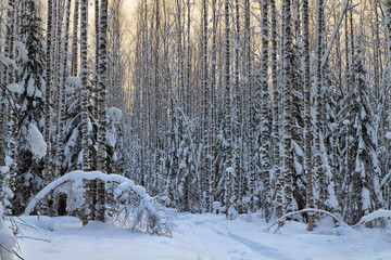 Path in winter forest