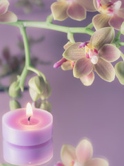 candelina profumata con orchidea