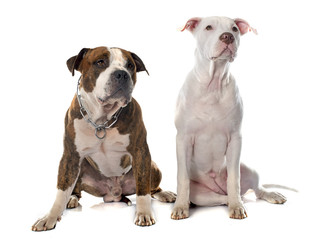 two american stafforshire terrier