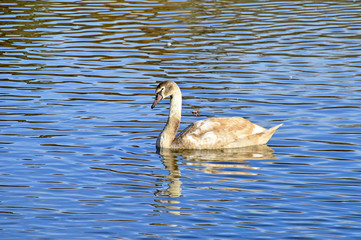 Junger Schwan im See