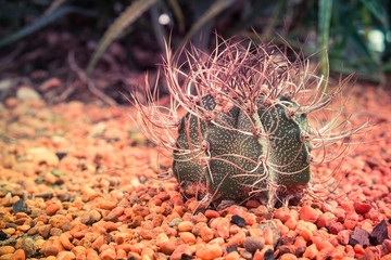 cactus with filter effect retro vintage style