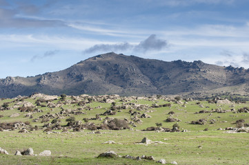 Cows grazing in Dehesa de Navalvillar, Colmenar Viejo, Madrid. Spain. In the background, the Cerro de San Pedro (San Pedro Peak).