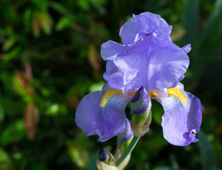 Purple bearded Iris