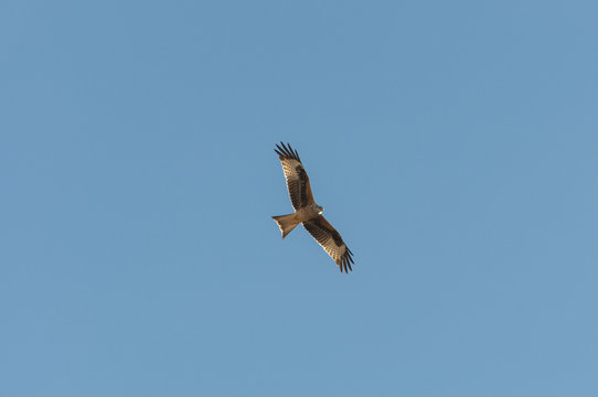 Red kite, Milvus milvus, in flight. This kite is currently endemic to the Western Palearctic region in Europe and northwest Africa. Photo taken in Mesa de Ocaña, Toledo, Spain
