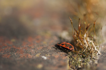 Fototapeta na wymiar Firebug (Pyrrhocoris apterus) on a rock with a patch of moss