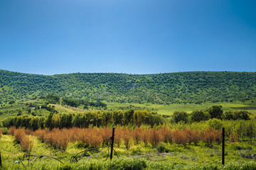 Spring season In Iraqi landscape near Kirkuk city