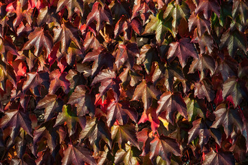 The ancient wall of a villa adorned with ivy
