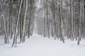 Snow covered tree trunks. Winter alley