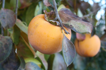 cachi maturi su albero