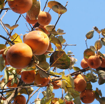 cachi maturi su albero con cielo azzurro