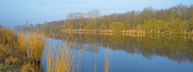 Reed along the shore of a canal at dawn