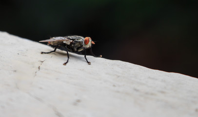 Insects fly close to nature