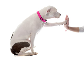 young pitbull terrier