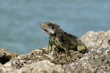 iguane vert