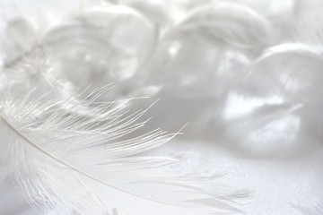 白色の羽根

