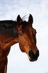 Portrait of a young bay stallion 