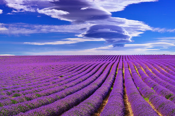 Lavender field