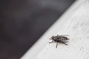 Insects fly close to nature