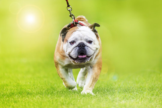 English Bulldog Leash Walking