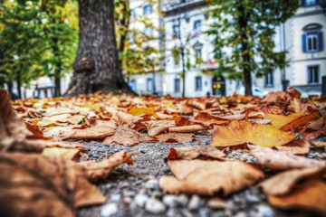 leaves in a park seen from the floor