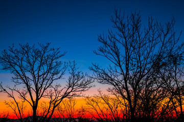 tree silhouette on a sunset background