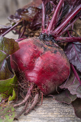 .freshly harvested organically grown beetroot on an old wooden table