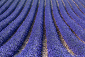 Naklejka na ściany i meble Lavender field in Valensole, France
