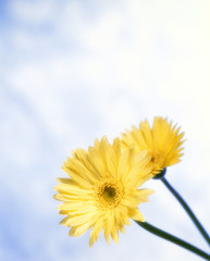 黄色いガーベラ