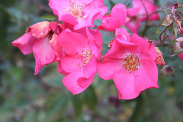 rose rosa in giardino